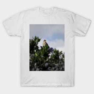 White crowned sparrow in a blue blossom Ceanothus Thyrsiflorus bush 4 T-Shirt